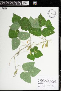 Amphicarpaea bracteata image