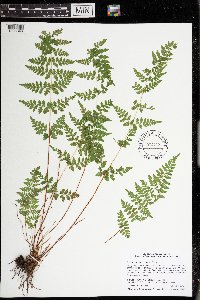 Cystopteris tennesseensis image