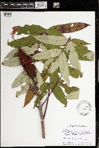 Rhus glabra image