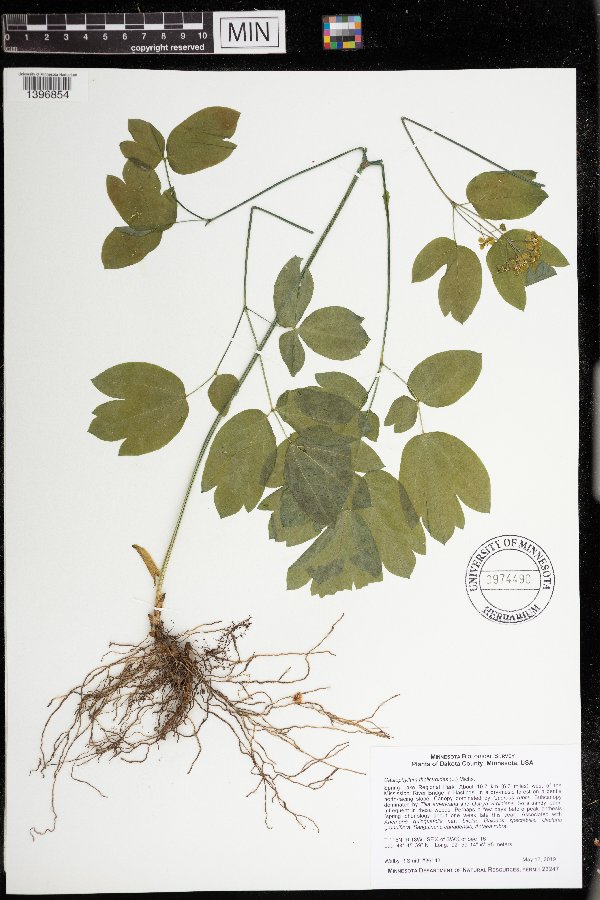 Caulophyllum thalictroides image