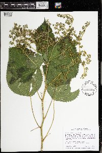 Laportea canadensis image