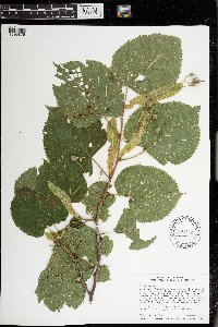 Tilia americana image