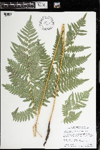 Pteridium aquilinum var. latiusculum image