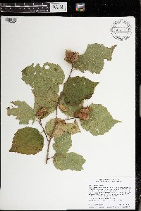 Corylus americana image