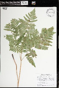 Pteridium aquilinum var. latiusculum image