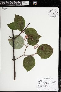 Cornus rugosa image