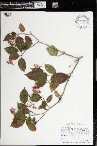 Cornus racemosa image
