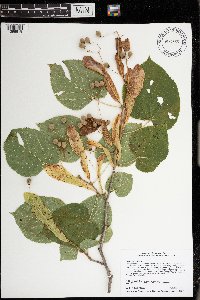 Tilia americana image