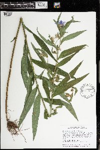 Canadanthus modestus image