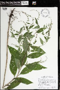 Hackelia virginiana image