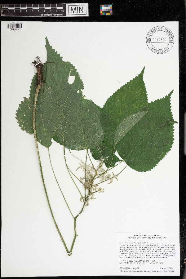 Laportea canadensis image