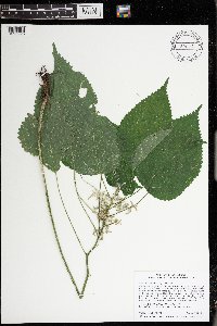 Laportea canadensis image