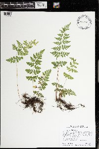Cystopteris tenuis image