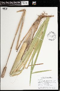 Typha angustifolia image