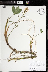 Menyanthes trifoliata image