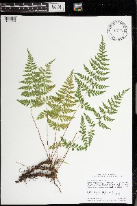 Cystopteris tenuis image