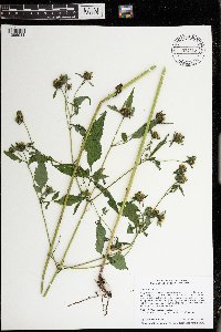 Bidens frondosa image
