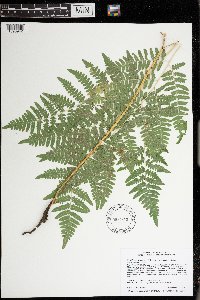 Pteridium aquilinum var. latiusculum image