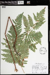 Pteridium aquilinum var. latiusculum image