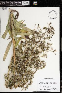 Lactuca canadensis image