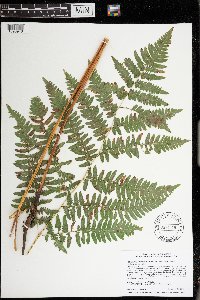 Pteridium aquilinum var. latiusculum image