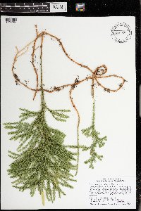 Dendrolycopodium dendroideum image