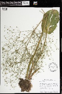 Alisma subcordatum image