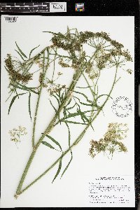 Cicuta maculata image