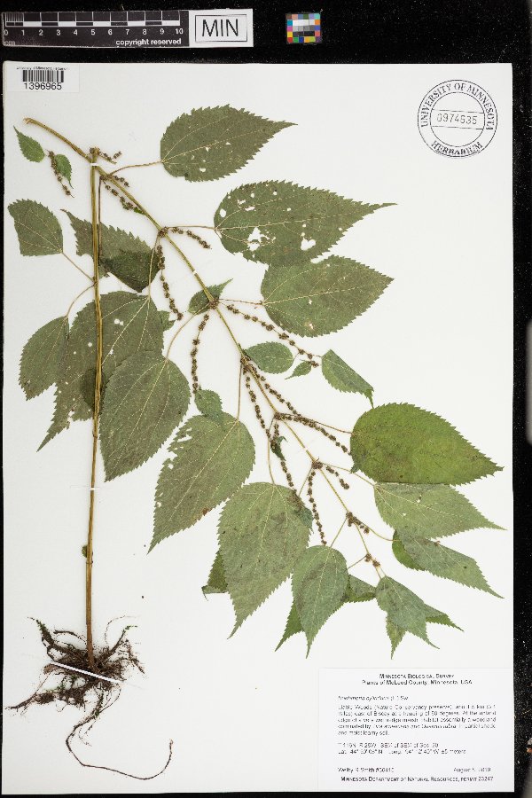 Boehmeria cylindrica image