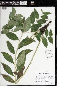 Lithospermum latifolium image