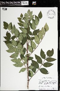 Zanthoxylum americanum image