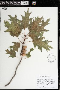Quercus rubra image