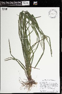 Carex intumescens image