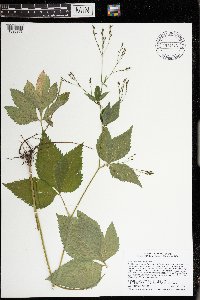 Cryptotaenia canadensis image