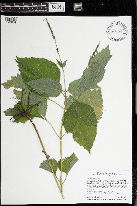 Phryma leptostachya image