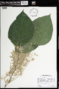 Laportea canadensis image