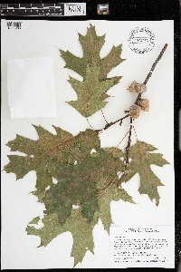 Quercus rubra image