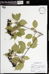 Viburnum lentago image