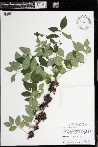 Zanthoxylum americanum image