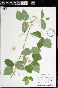 Amphicarpaea bracteata image