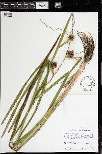 Sparganium eurycarpum image