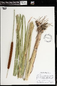 Typha angustifolia image