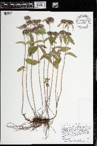 Clinopodium vulgare image
