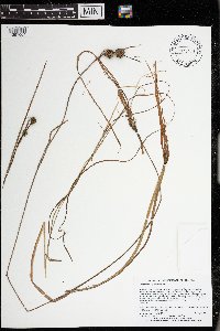 Sparganium angustifolium image