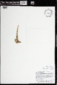 Huperzia appressa image