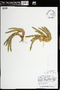 Huperzia selago image