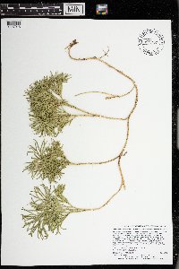 Diphasiastrum tristachyum image