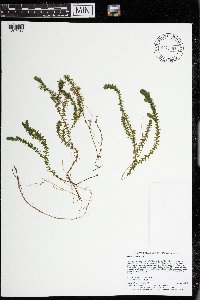 Elodea canadensis image