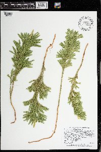 Dendrolycopodium dendroideum image