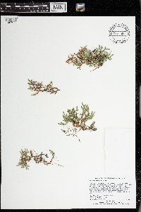 Selaginella rupestris image